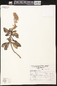 Echeveria rosea image