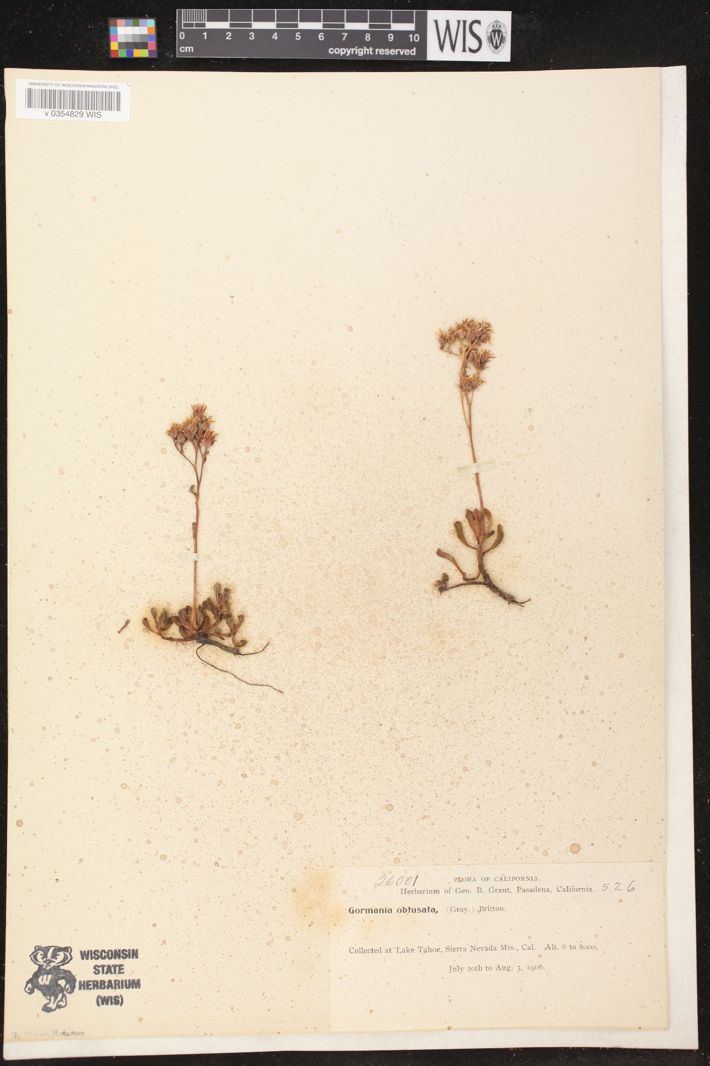 Gormania obtusata image