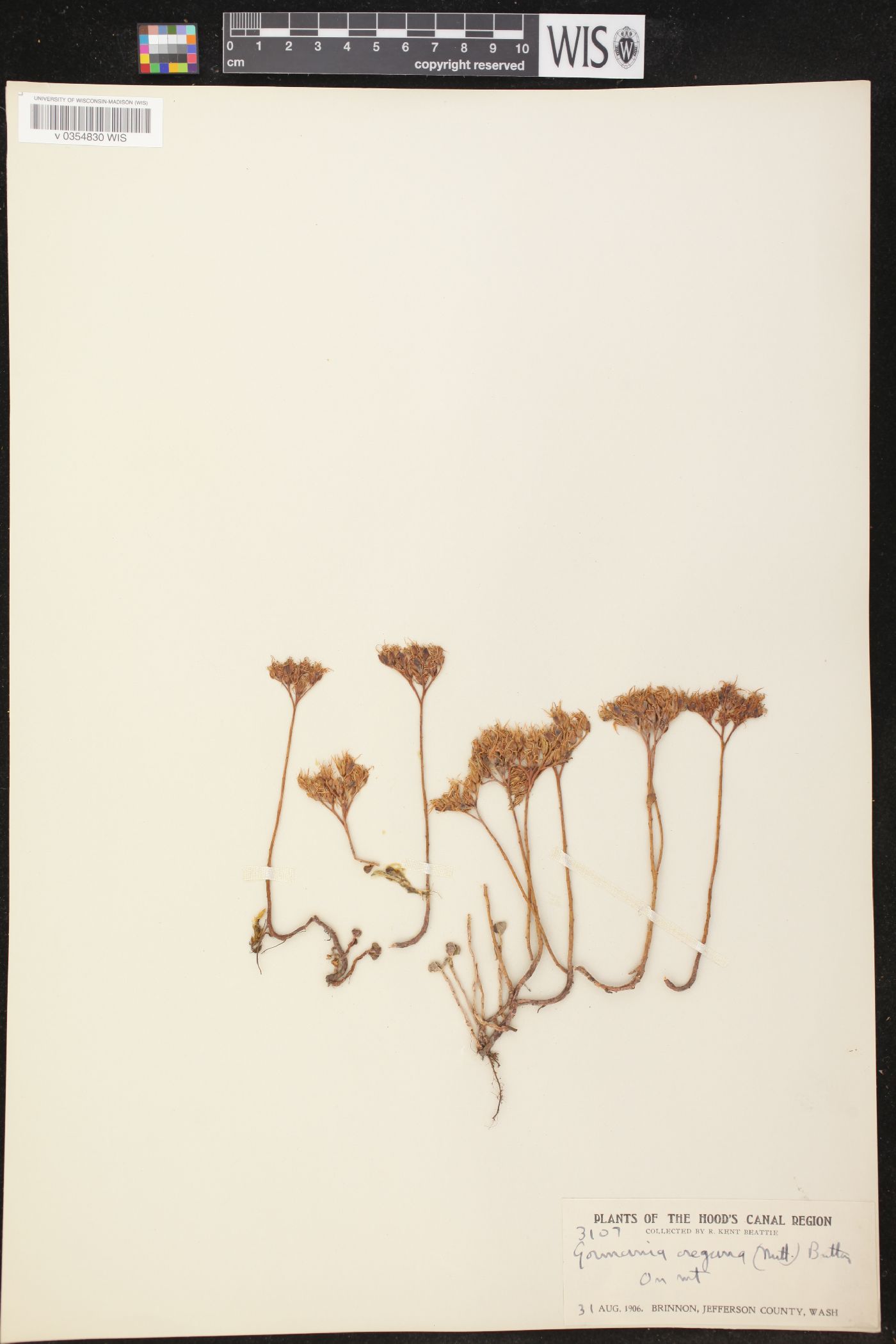 Gormania oregana image