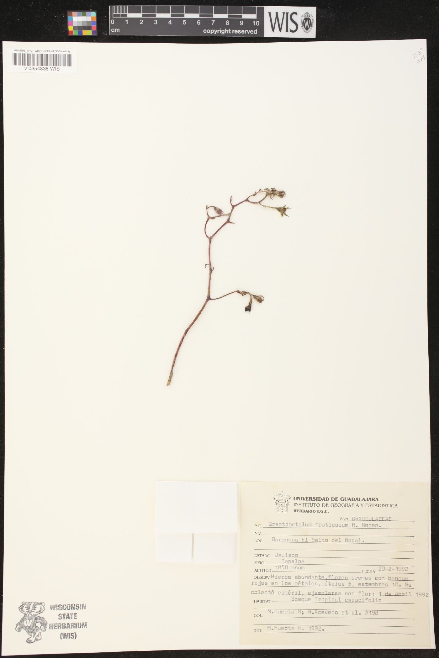 Graptopetalum fruticosum image