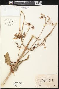 Image of Bryophyllum daigremontianum