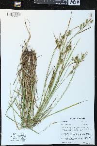 Carex pallescens image