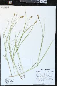 Carex bebbii image