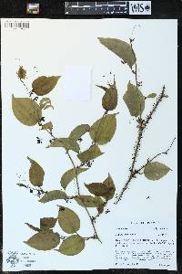 Smilax tamnoides image