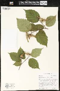 Corylus cornuta image