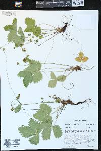 Fragaria vesca image