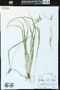 Carex flava image