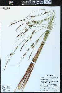 Carex lasiocarpa image