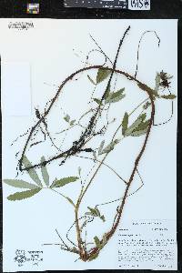 Comarum palustre image