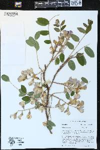 Robinia hispida image