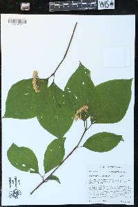 Cornus rugosa image