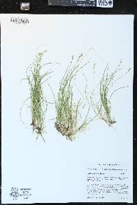 Carex disperma image