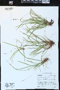 Carex pedunculata image