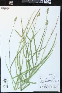 Carex cristatella image