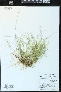 Carex disperma image