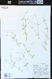 Stellaria longifolia image