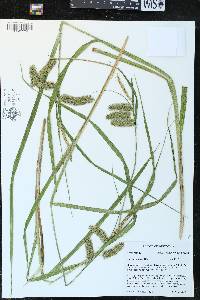 Carex comosa image