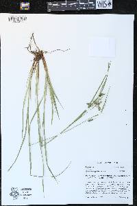 Carex magellanica image