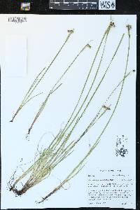 Sisyrinchium montanum image