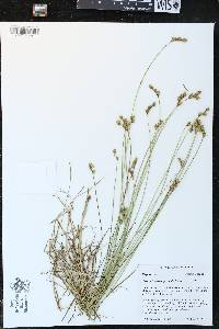 Carex merritt-fernaldii image