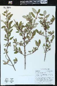 Shepherdia canadensis image