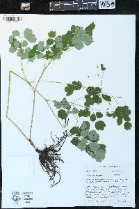 Thalictrum dioicum image