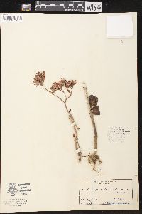 Kalanchoe rotundifolia image