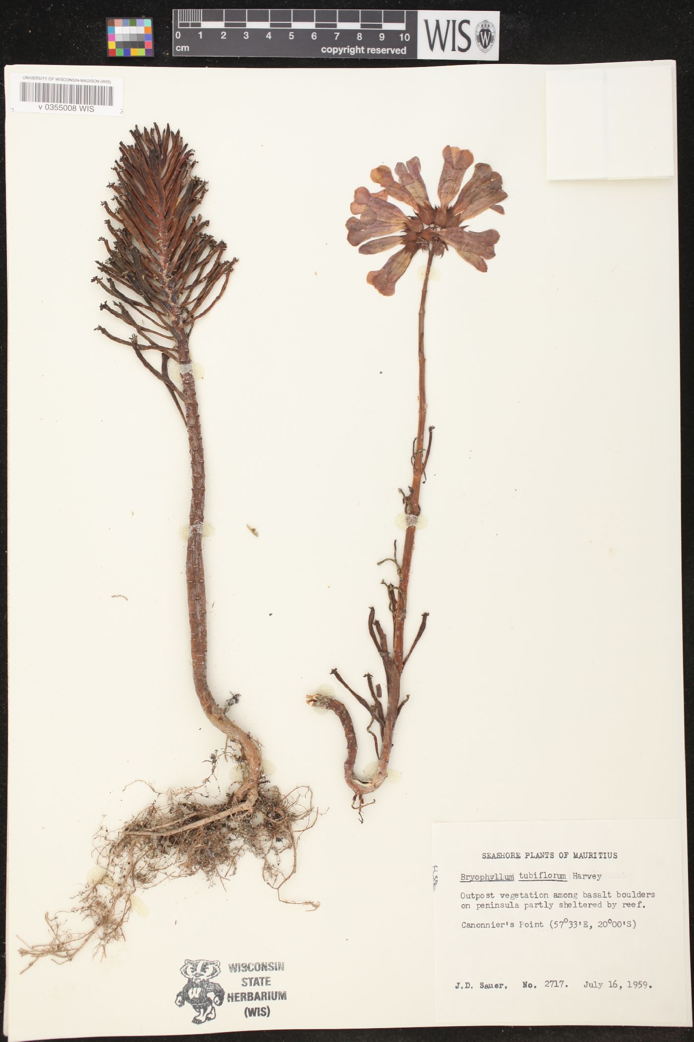 Kalanchoe delagoensis image
