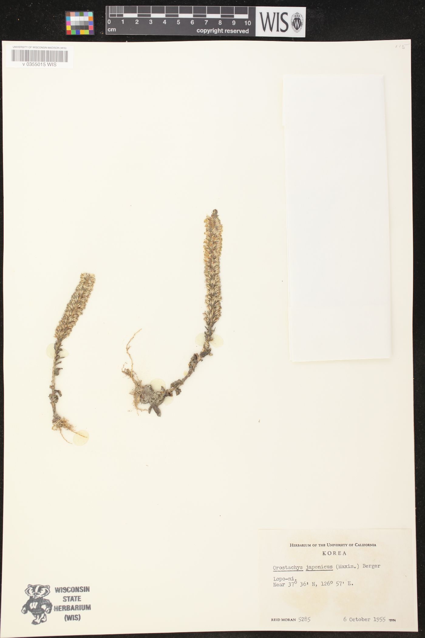 Orostachys image