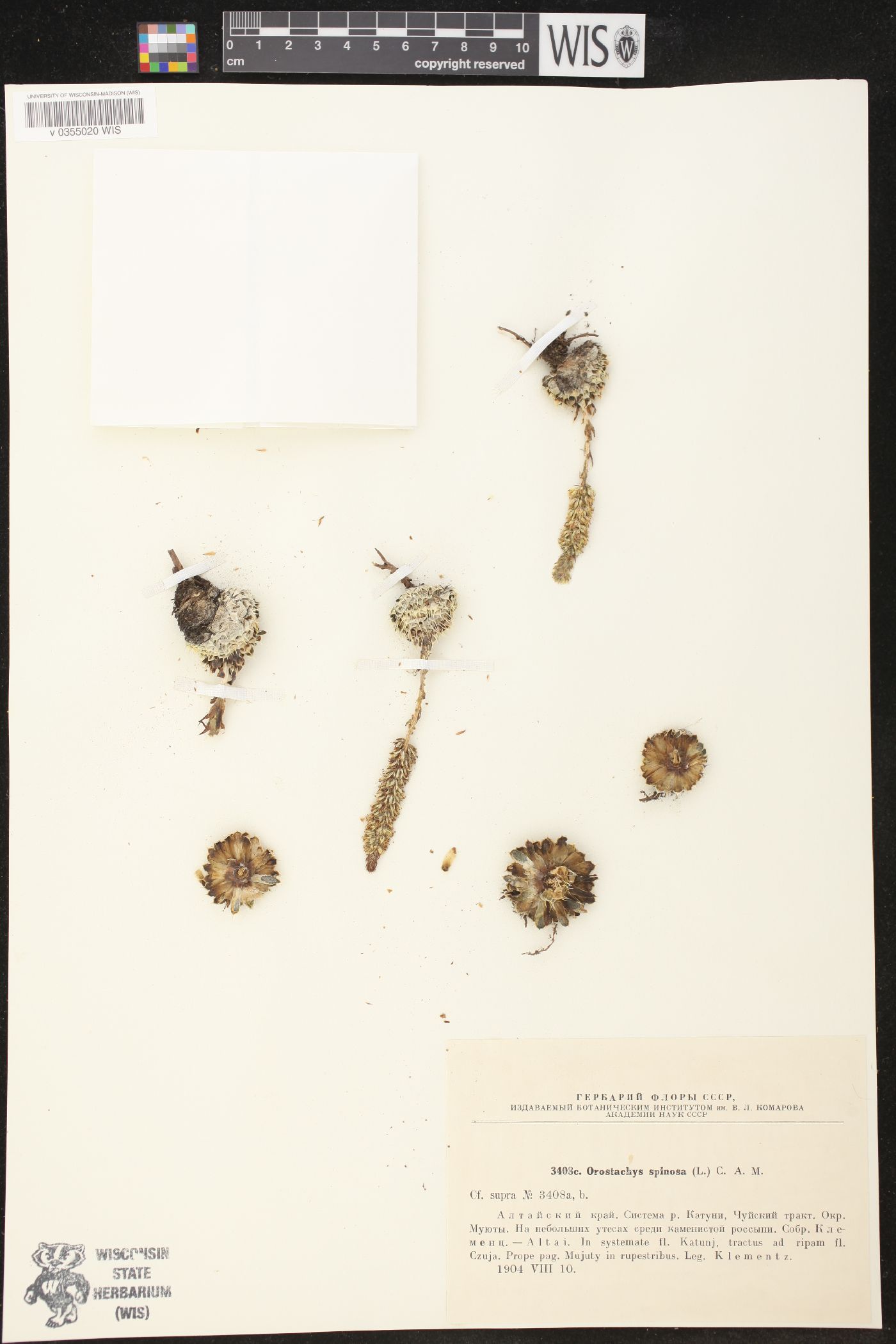 Orostachys image