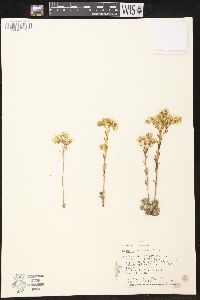 Sedum lanceolatum image