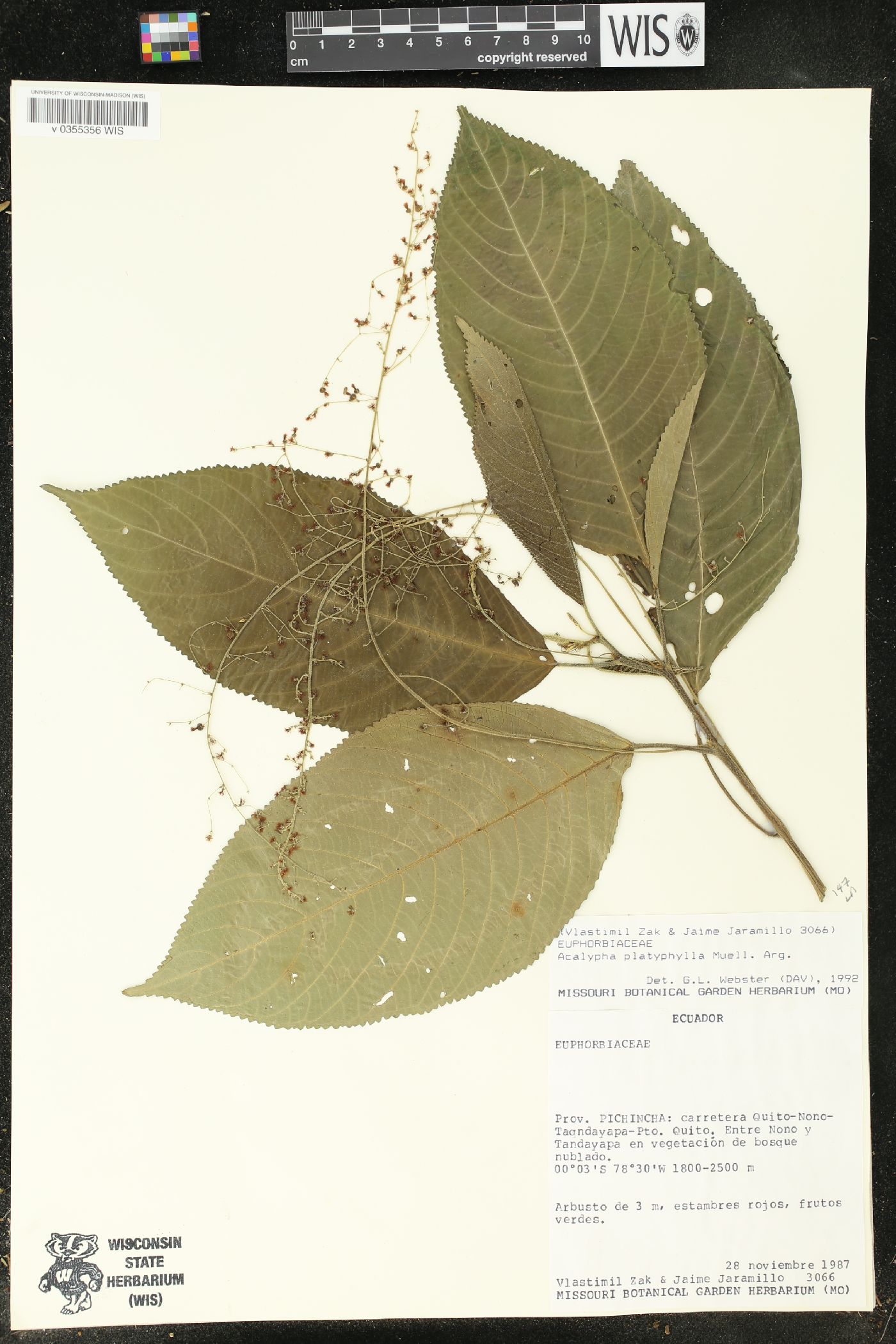 Acalypha platyphylla image