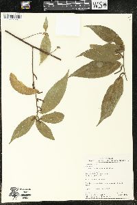 Acalypha diversifolia image