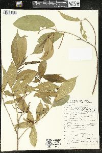 Acalypha diversifolia image