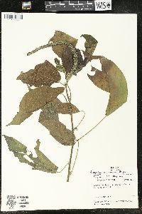 Acalypha scandens image