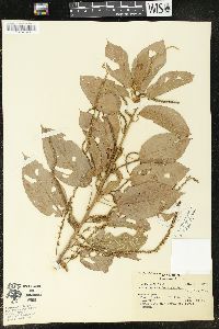 Acalypha scandens image