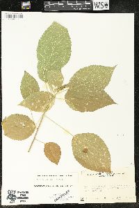 Acalypha schiedeana image