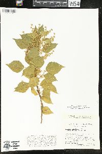 Acalypha comonduana image