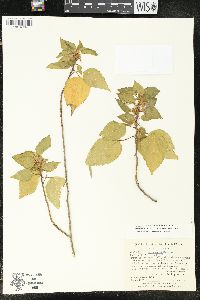 Acalypha comonduana image