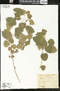 Acalypha comonduana image