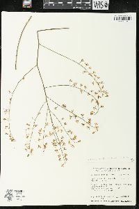 Acriopsis liliifolia var. liliifolia image