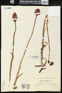 Anacamptis pyramidalis image