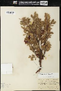 Arctostaphylos uva-ursi var. uva-ursi image