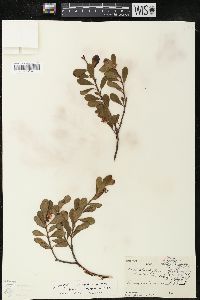 Arctostaphylos uva-ursi var. uva-ursi image