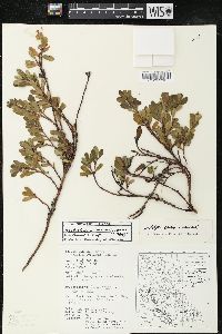 Arctostaphylos uva-ursi var. uva-ursi image