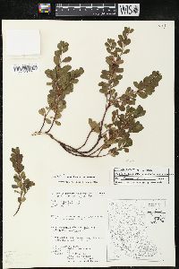 Arctostaphylos uva-ursi var. uva-ursi image