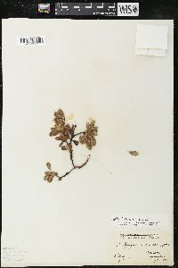 Arctostaphylos uva-ursi var. uva-ursi image