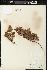 Arctostaphylos uva-ursi var. uva-ursi image