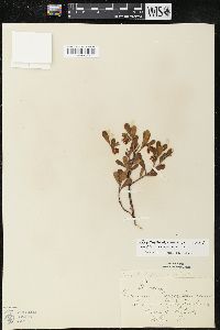 Arctostaphylos uva-ursi subsp. uva-ursi image