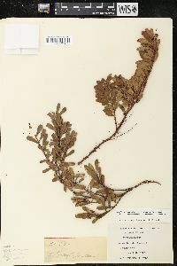 Arctostaphylos uva-ursi var. uva-ursi image